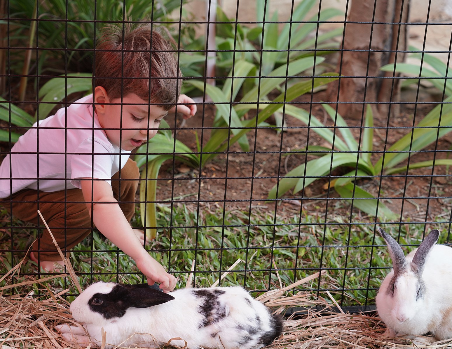 Benefits of Animals around Children